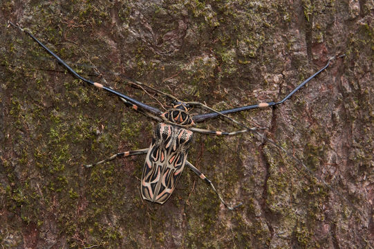 Image of Harlequin Beetle