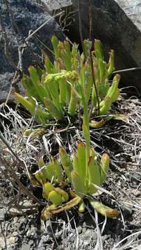 Image of Cotyledon campanulata Marloth