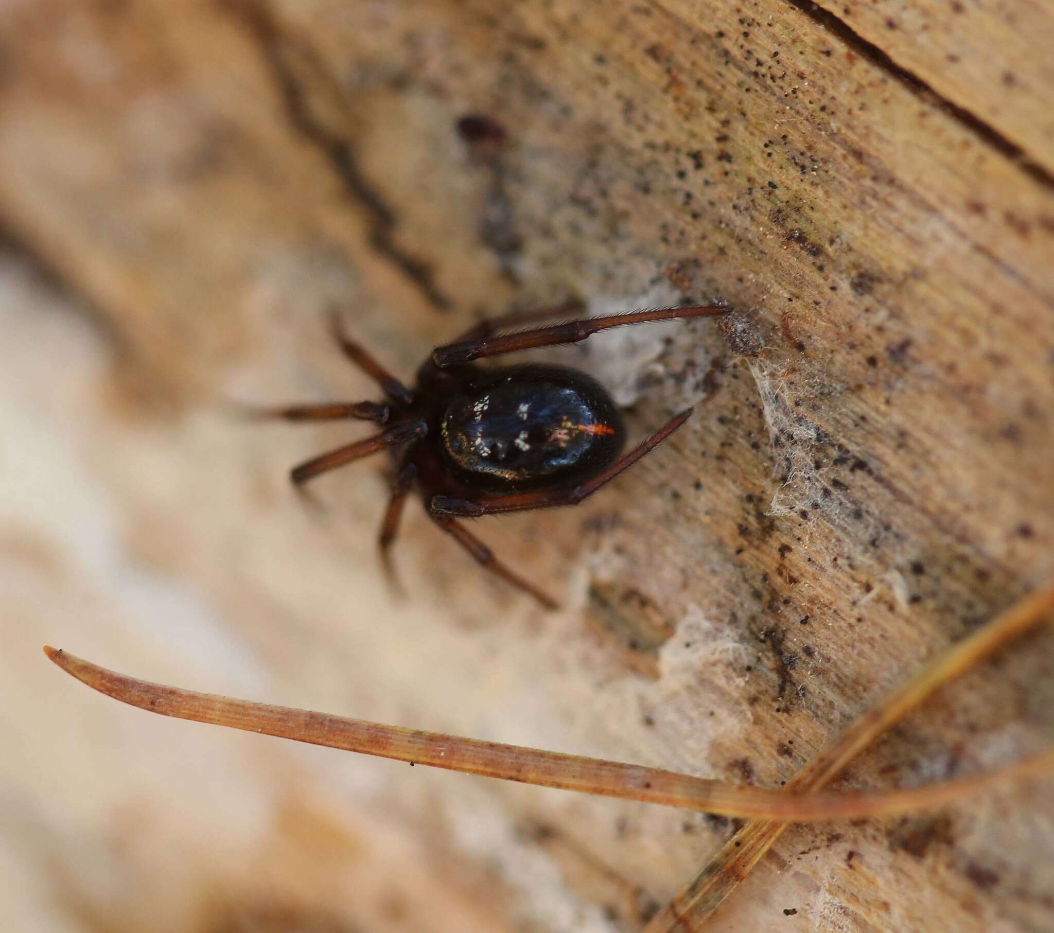 Image of Cobweb weaver