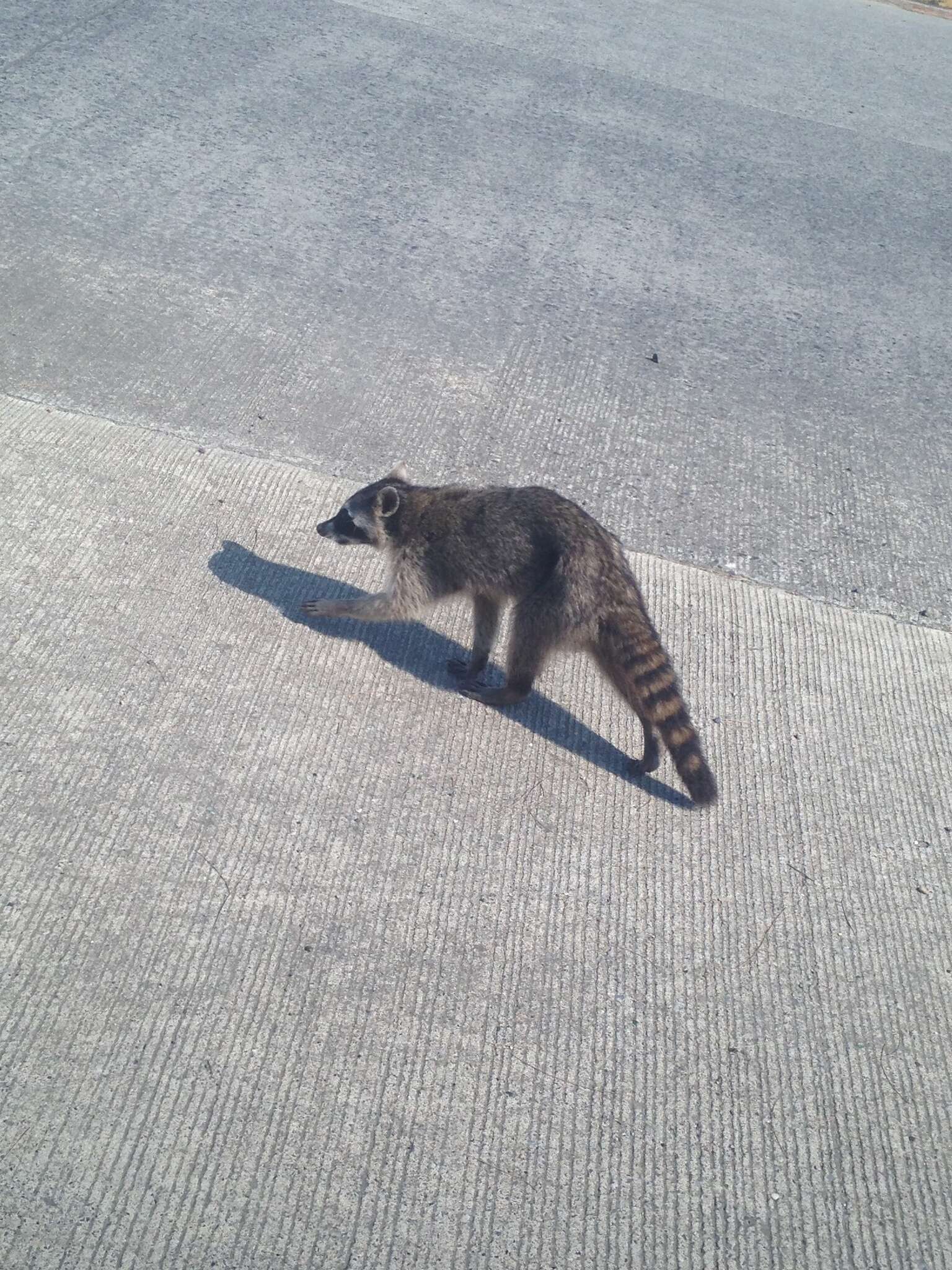 Image of raccoons