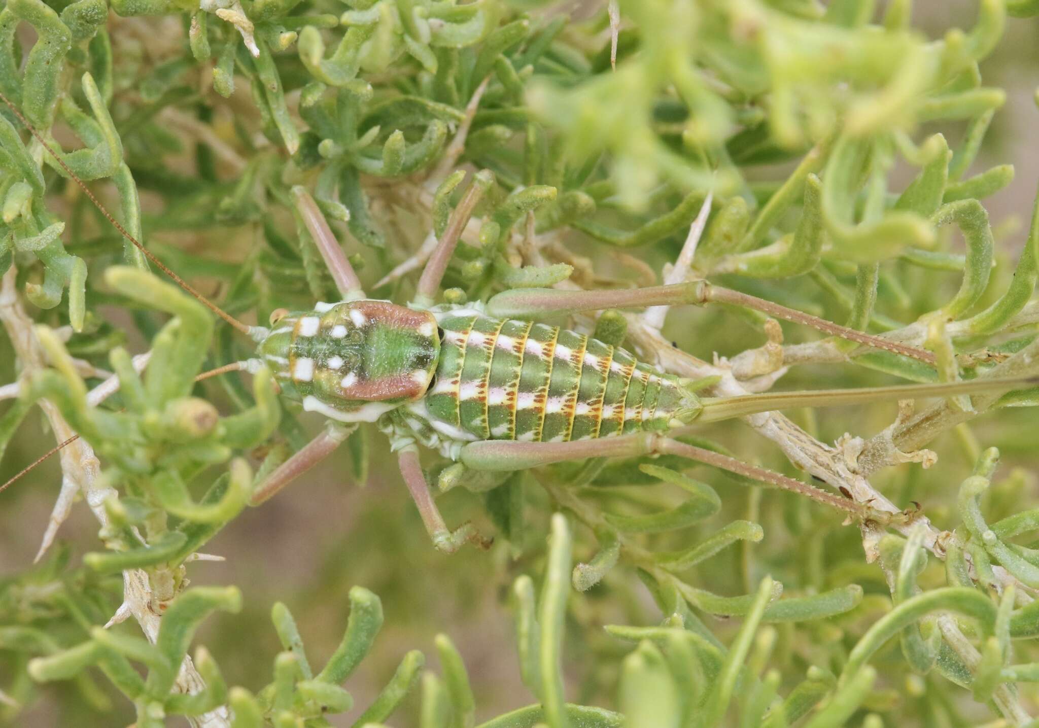 Image of Plagiostira gillettei Caudell 1907