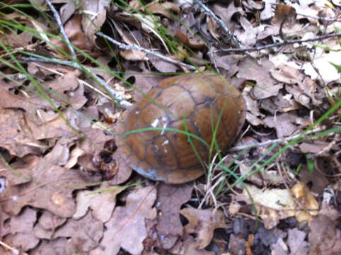 Image of Three-toed box turtle