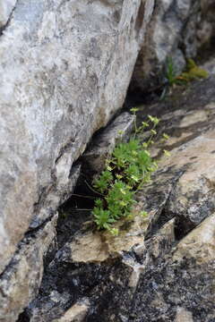 Plancia ëd Saxifraga sedoides L.