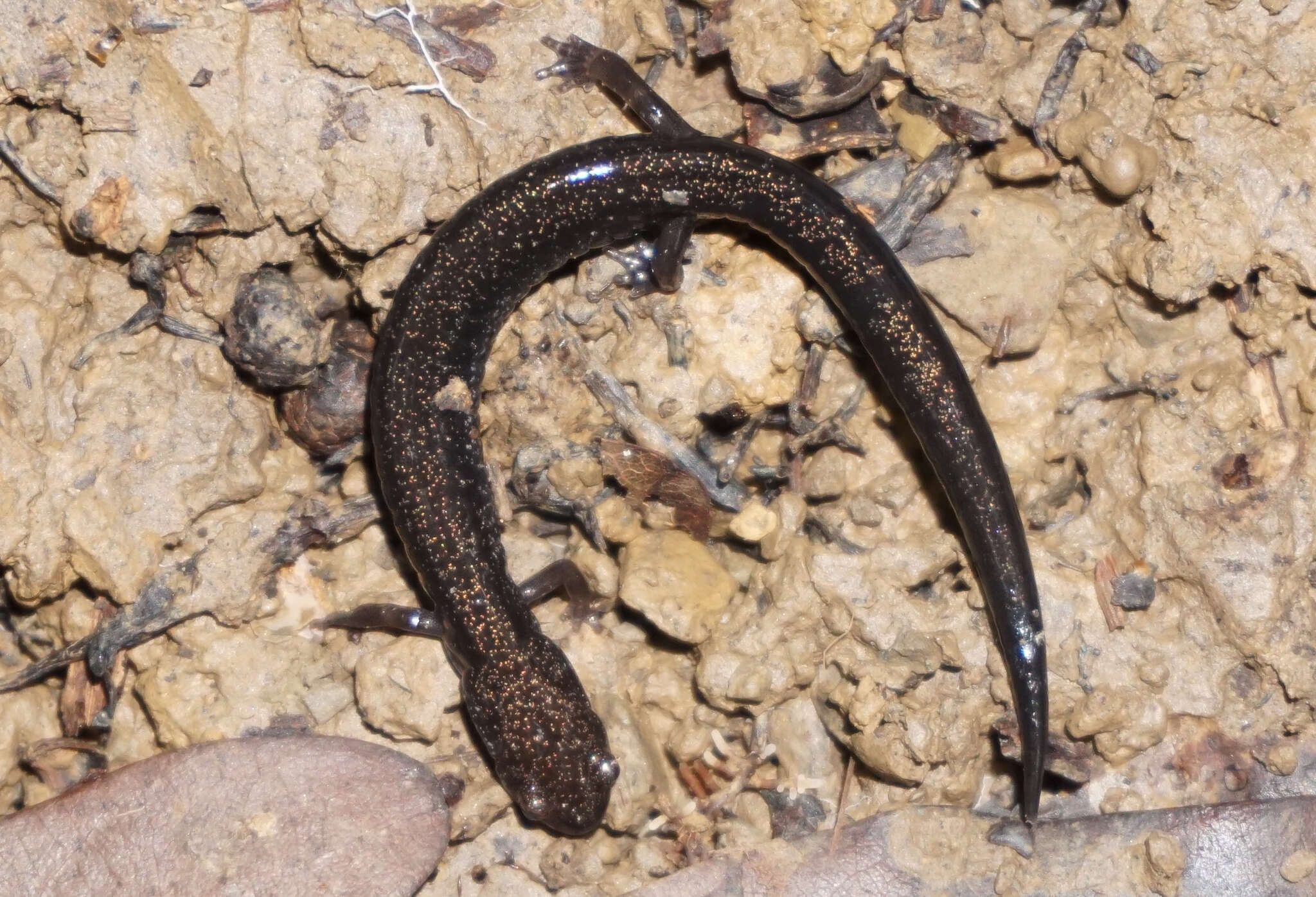 Sivun Plethodon richmondi Netting & Mittleman 1938 kuva