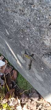 Image of Carbonell's wall lizard