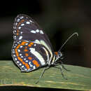 Image of Elzunia pavonii Doubleday, Hewitson & Westwood 1847