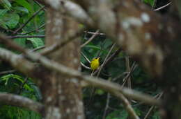 Image of Black-lored Yellowthroat