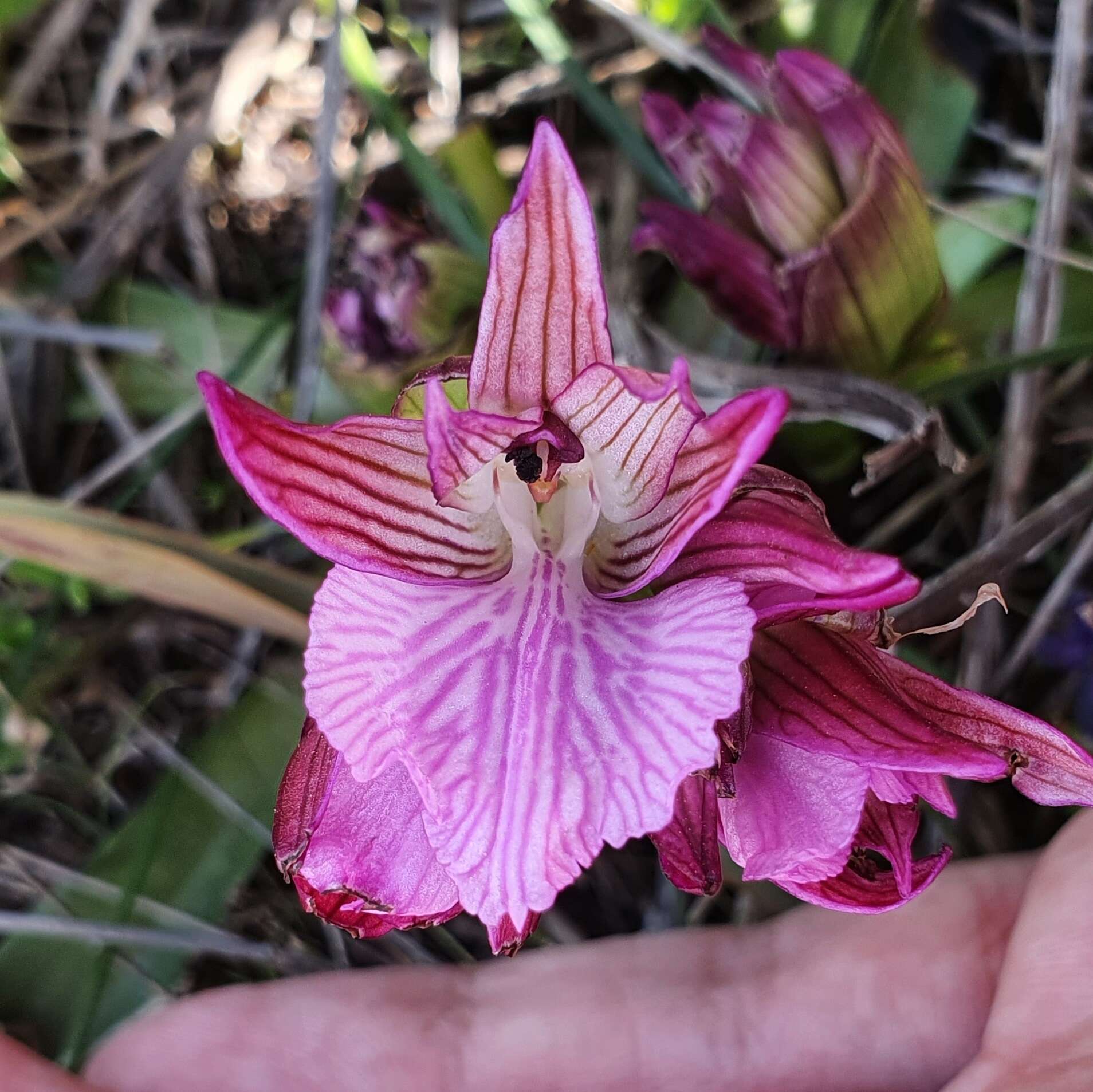 Image of Anacamptis papilionacea subsp. grandiflora (Boiss.) Kreutz