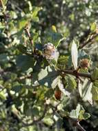 Plancia ëd Ceanothus ferrisiae Mc Minn