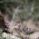 Image of Fort Wingate milkvetch