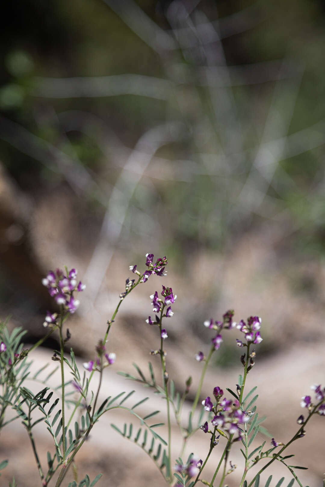 Image of Fort Wingate milkvetch