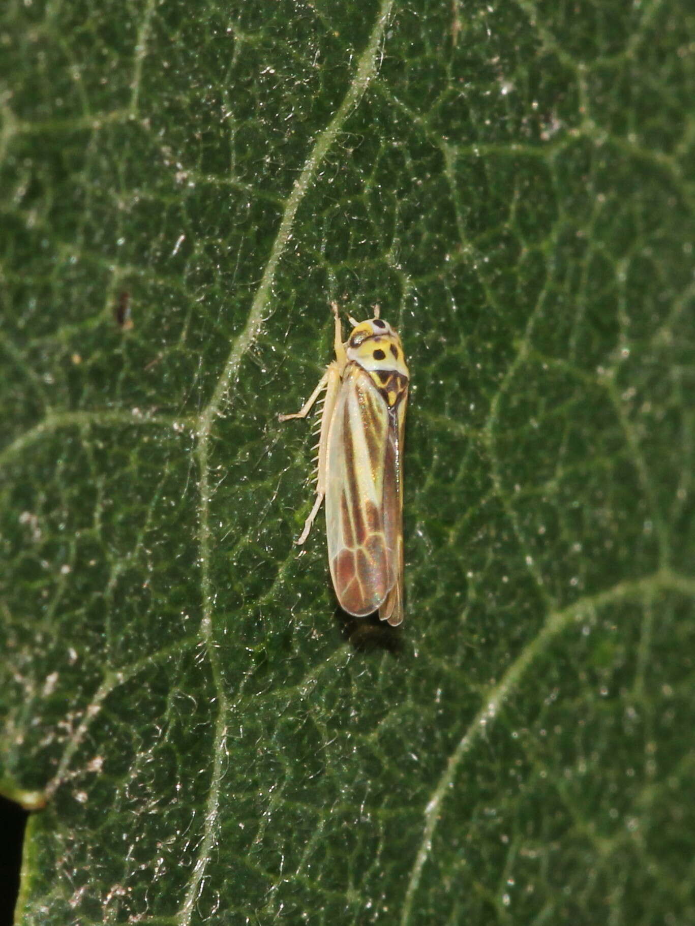 Image of Eupterycyba