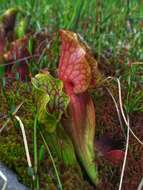 Image of purple pitcherplant