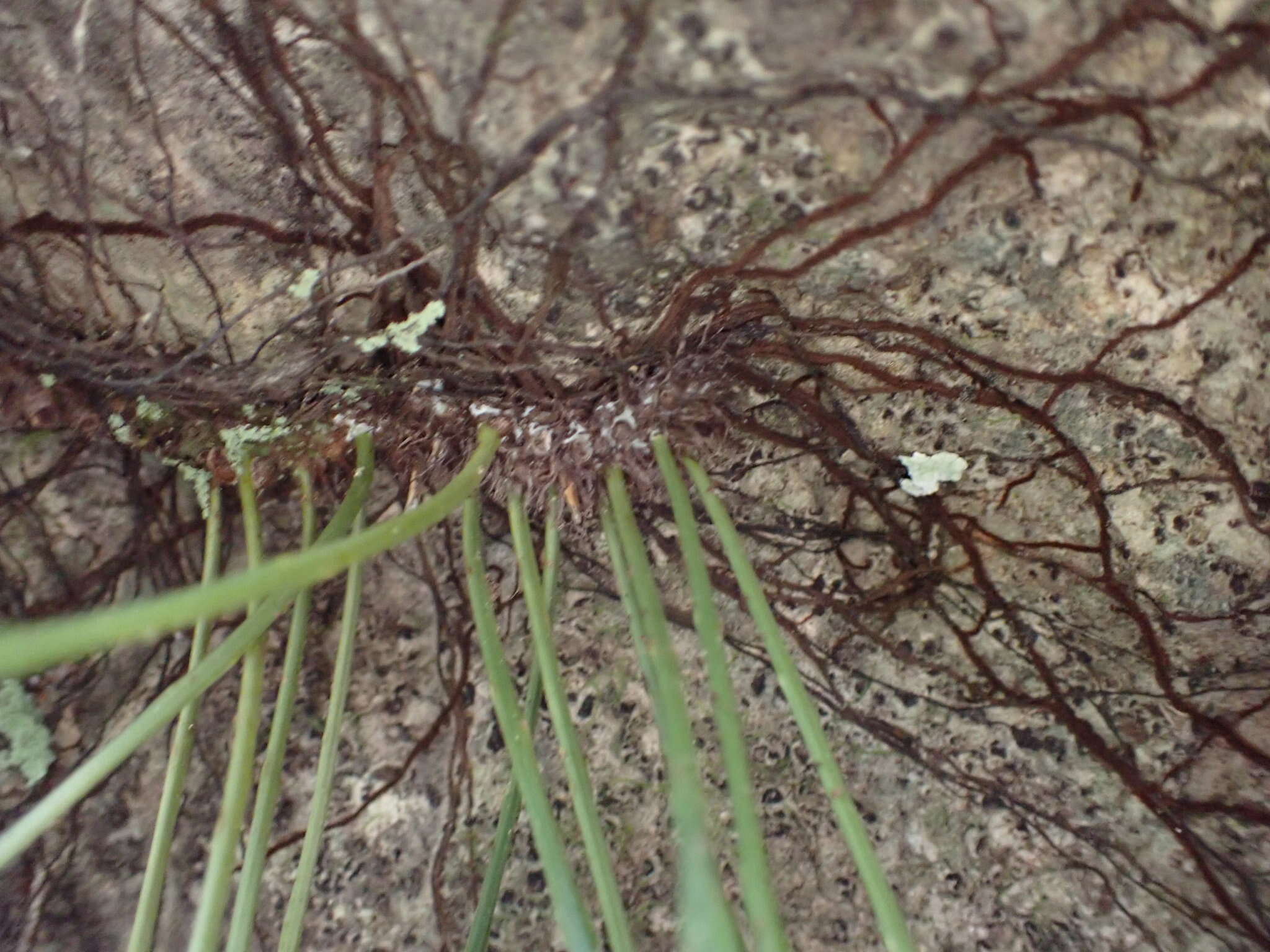 Image of narrow strapfern