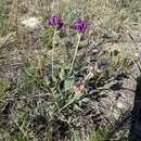 Oxytropis popoviana Peschkova resmi