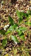 Image of <i>Solidago <i>ulmifolia</i></i> var. ulmifolia