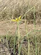 Image of yelow tulip