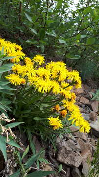 Image of Crepis chrysantha (Ledeb.) Turcz.