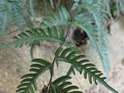 Image of Pteris dispar Kunze