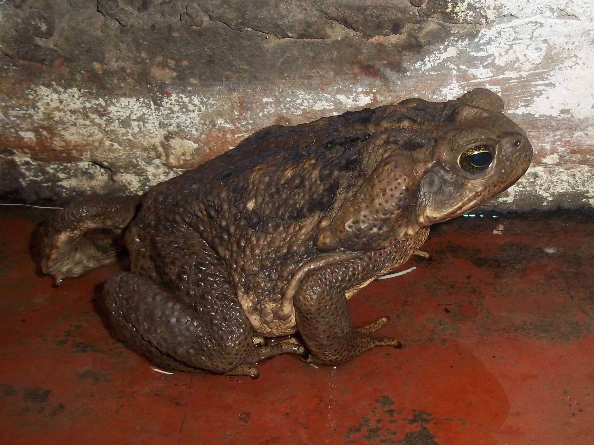 Image of Giant toad