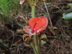 Meriania tomentosa (Cogn.) J. J. Wurdack resmi