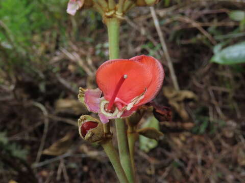 Image of Meriania tomentosa (Cogn.) J. J. Wurdack