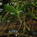 Image of Peristeranthus hillii (F. Muell.) T. E. Hunt