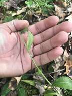 Image of rough hawkweed