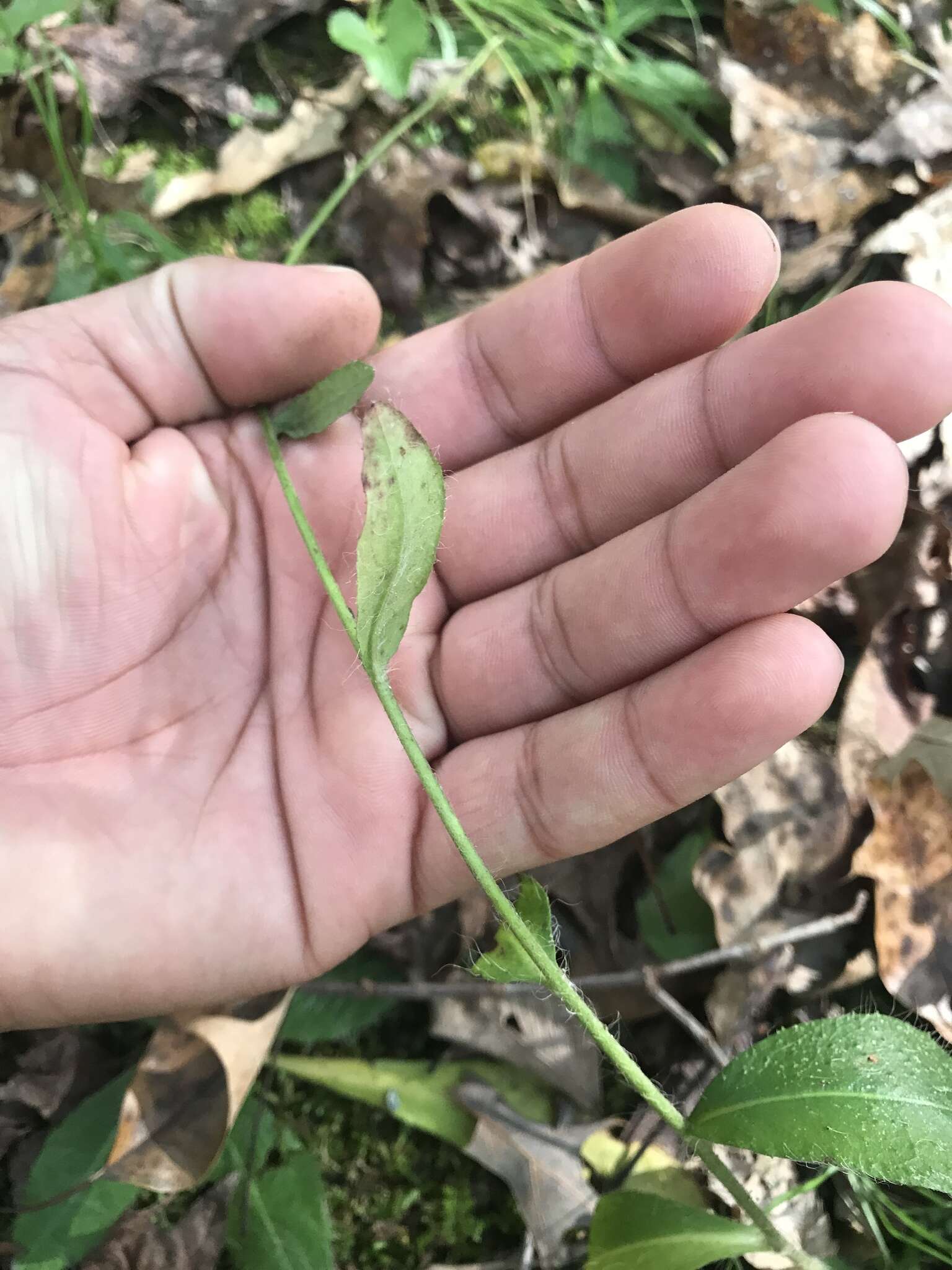 Image of rough hawkweed