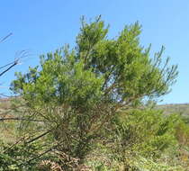 Image of Fountain-bush