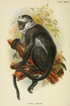 Image of Gray Leaf Monkey