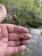 Image of Twisted yellow-eyed grass