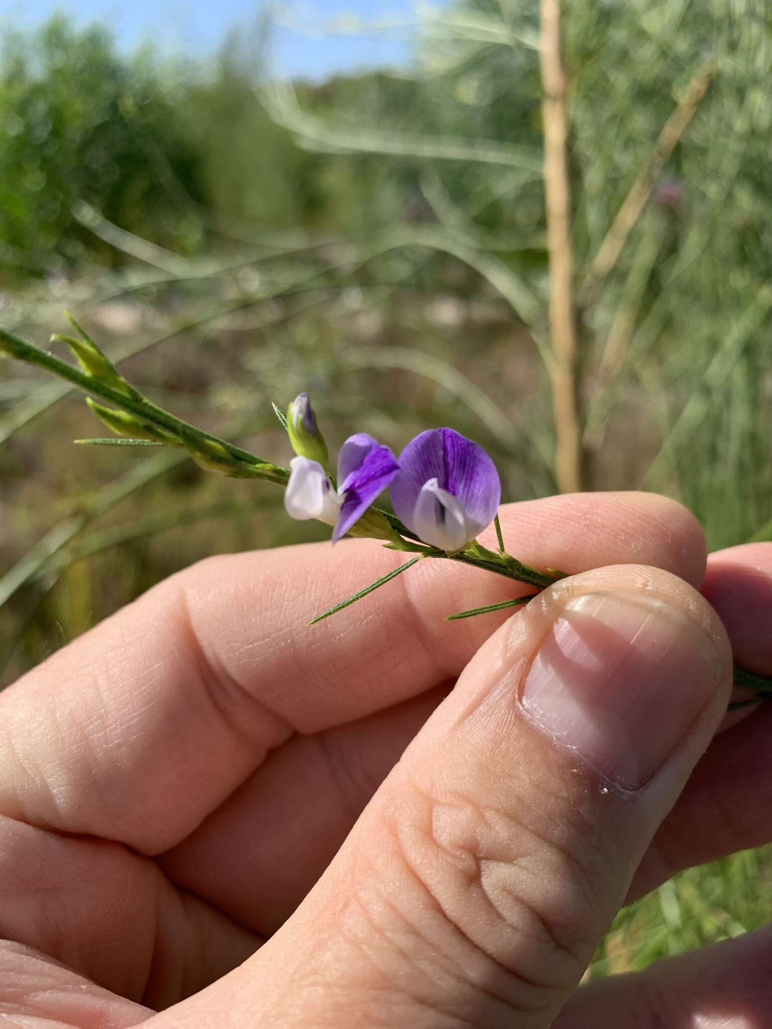 Psoralea filifolia Eckl. & Zeyh. resmi