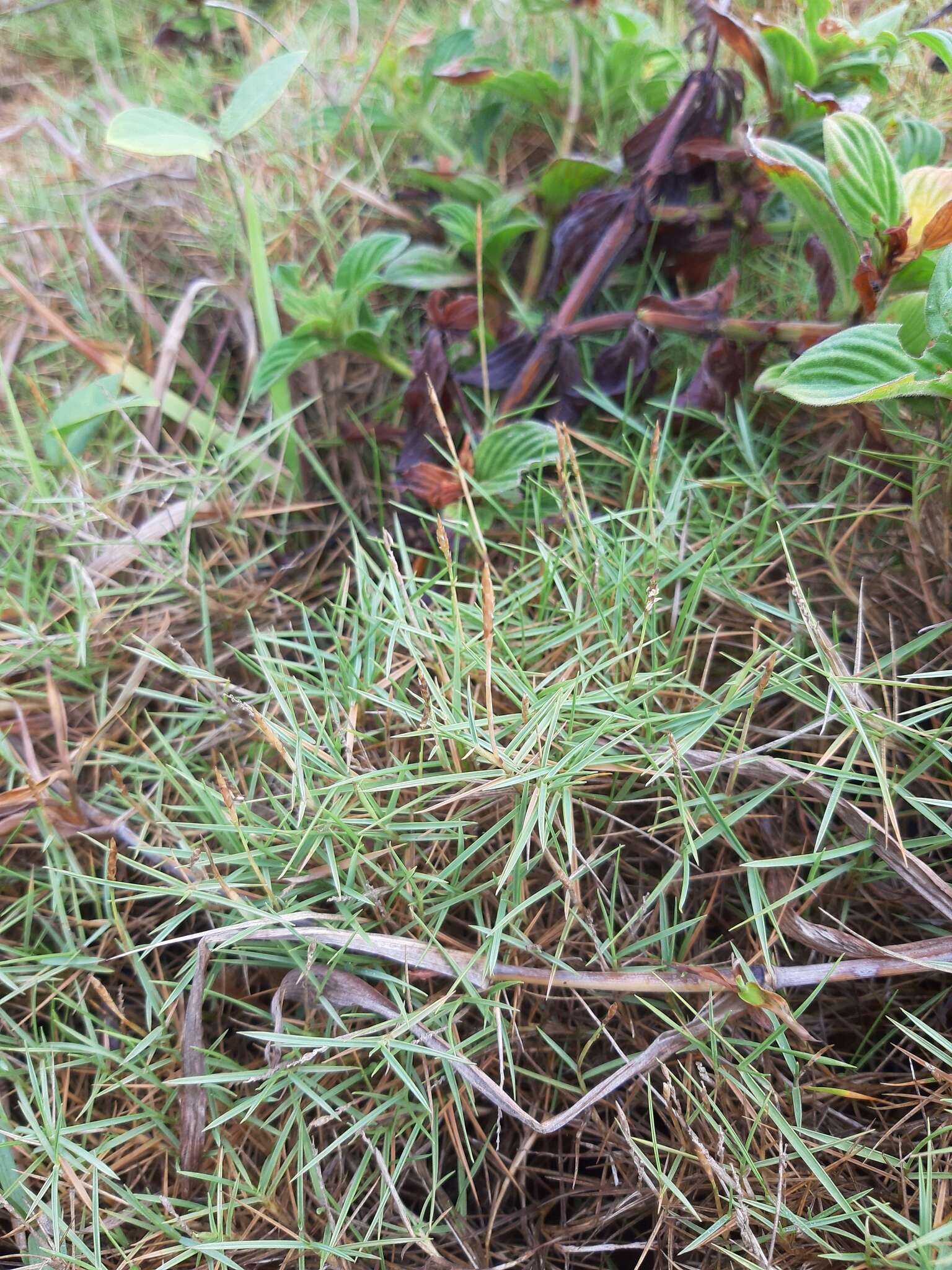 Plancia ëd Zoysia matrella (L.) Merr.