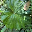 Image of Philodendron fibrosum Sodiro ex Croat