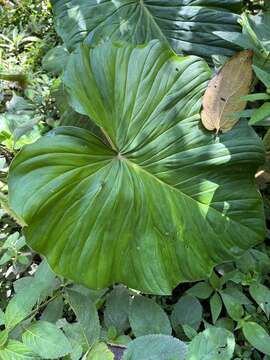 Sivun Philodendron fibrosum Sodiro ex Croat kuva