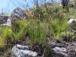 Image of Gladiolus oreocharis Schltr.