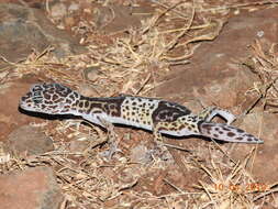 Image of Western Indian Leopard Gecko