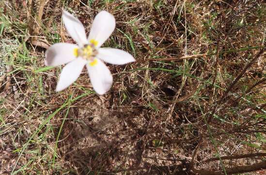 Image of Moraea elsiae Goldblatt