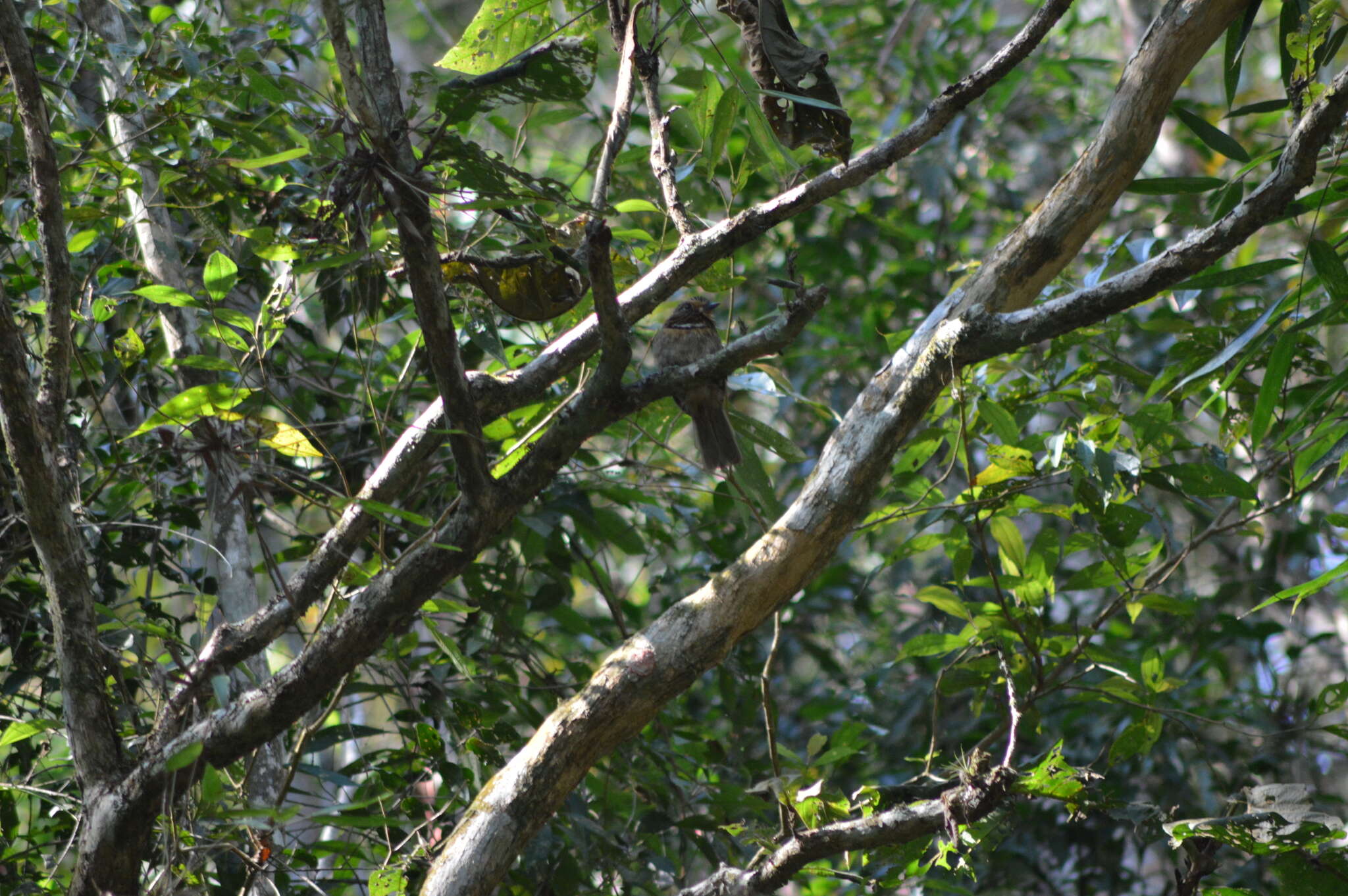 Image of Crescent-chested Puffbird