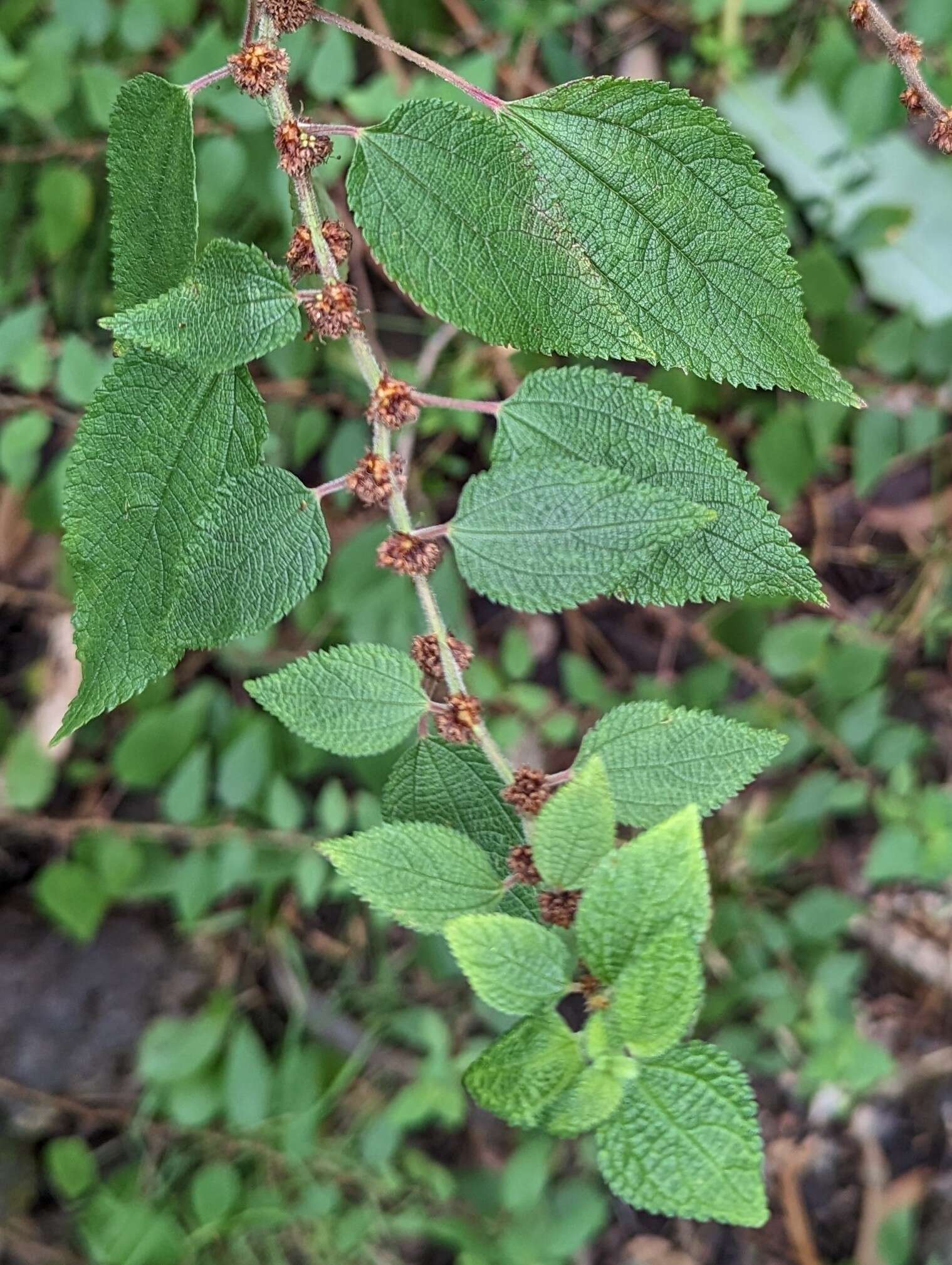 Image of Phenax hirtus (Sw.) Wedd.