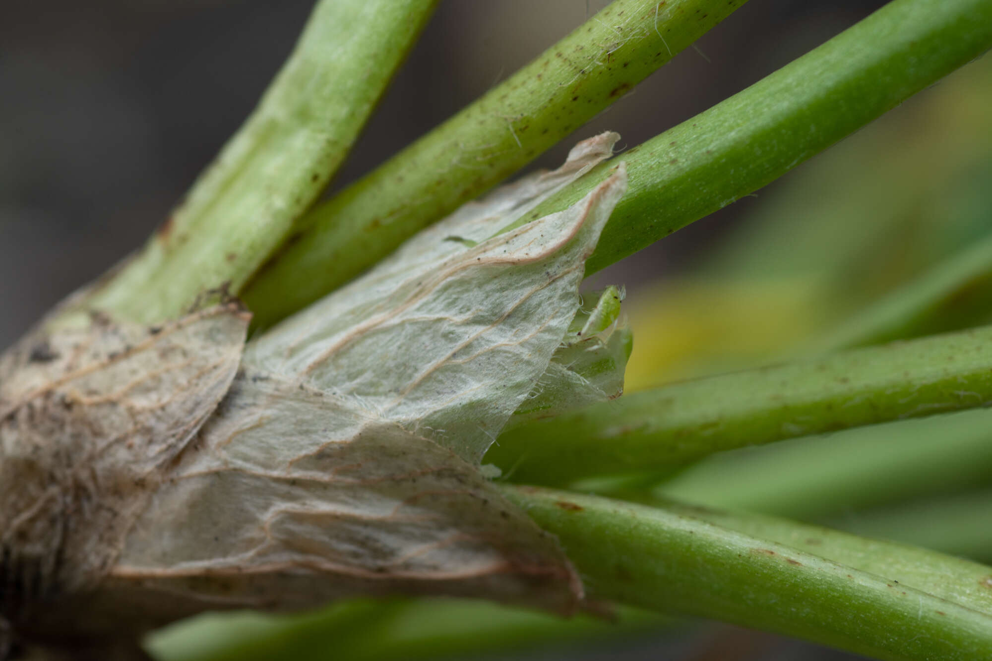 Image de Oxytropis alpestris Schischkin