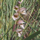 Plancia ëd Gladiolus sericeovillosus Hook. fil.