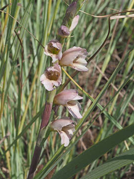 Plancia ëd Gladiolus sericeovillosus Hook. fil.