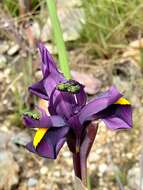 Image of Moraea textilis (Welw. ex Baker) Baker