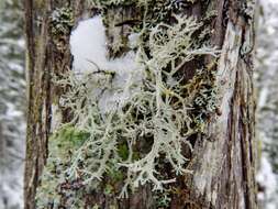 Image of light and dark lichen