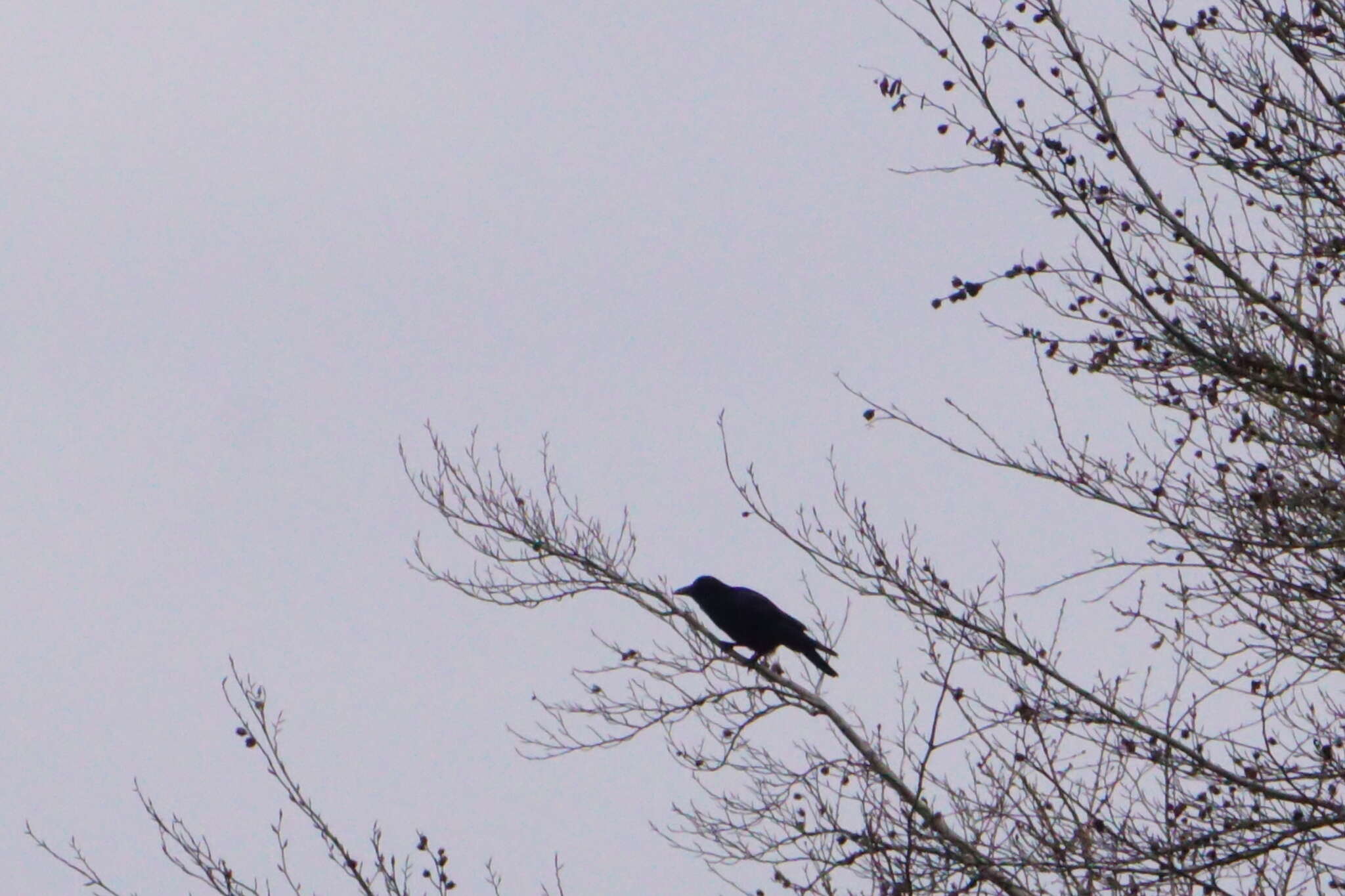 Слика од Corvus frugilegus frugilegus Linnaeus 1758