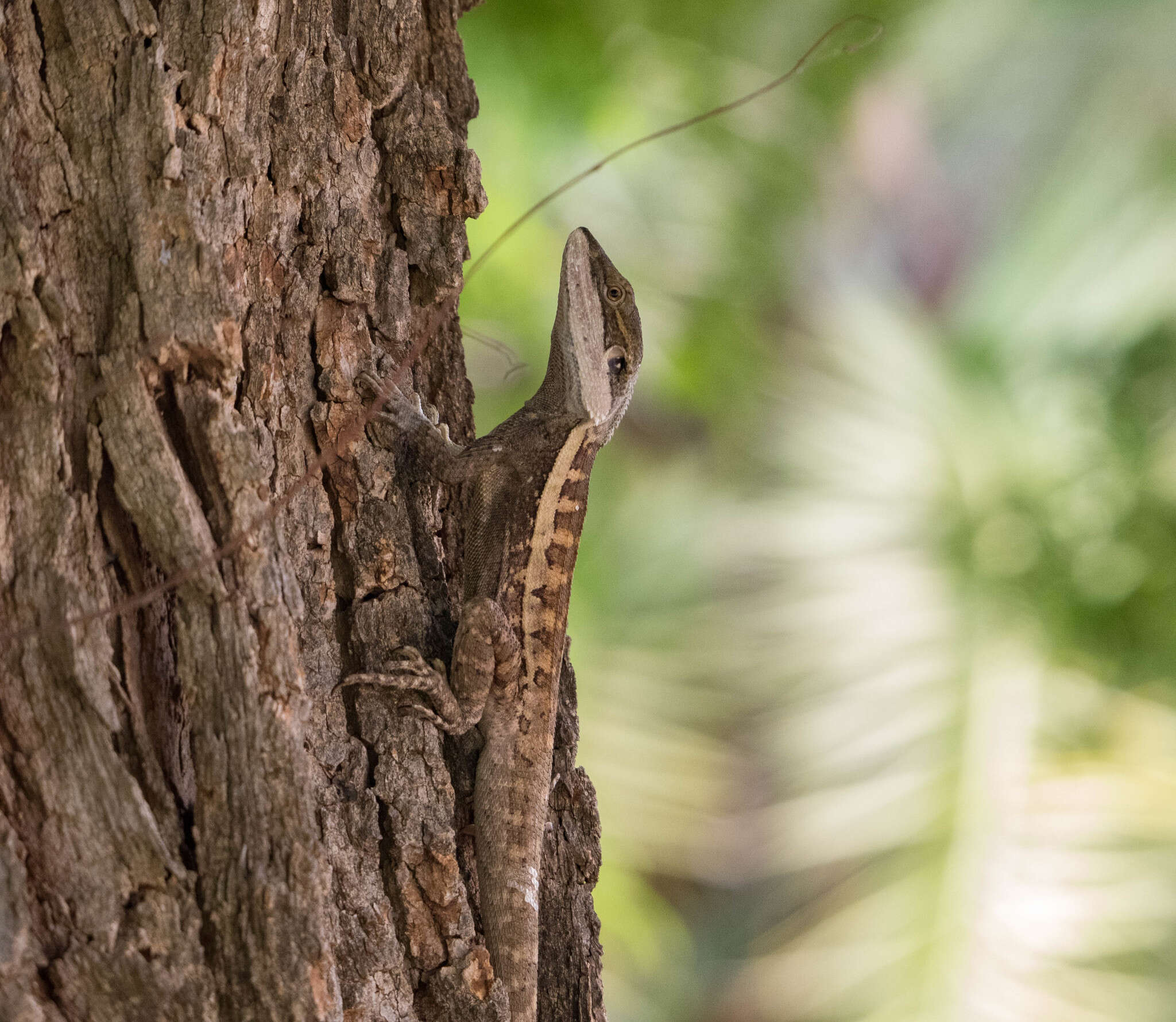 Image of Lophognathus horneri Melville, Ritchie, Chapple, Glor & Schulte 2018