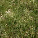Image of Carduus collinus Waldst. & Kit.