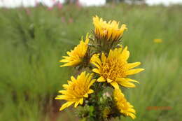 Image of Berkheya echinacea subsp. echinacea